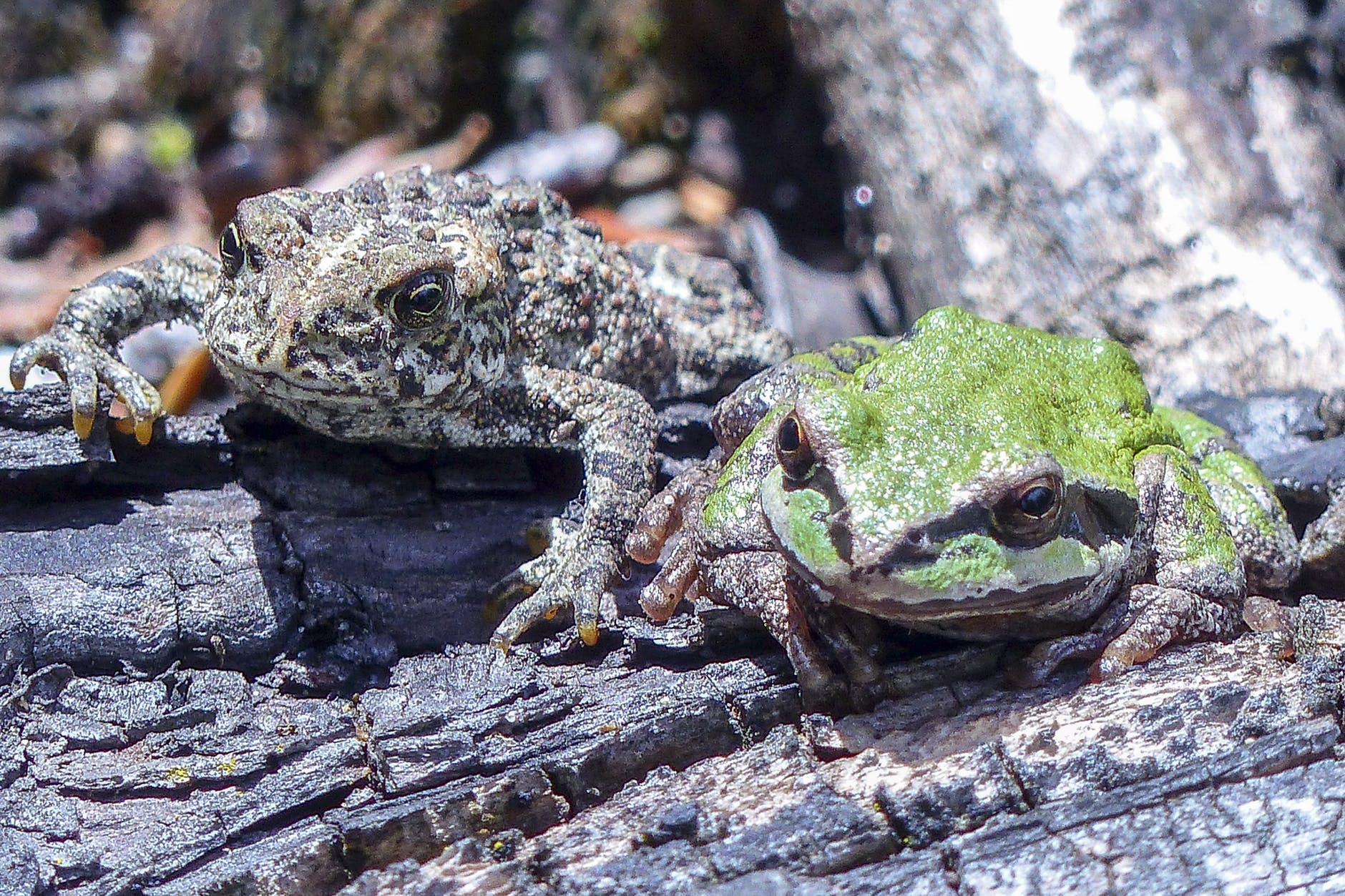 green and brown frog on wood