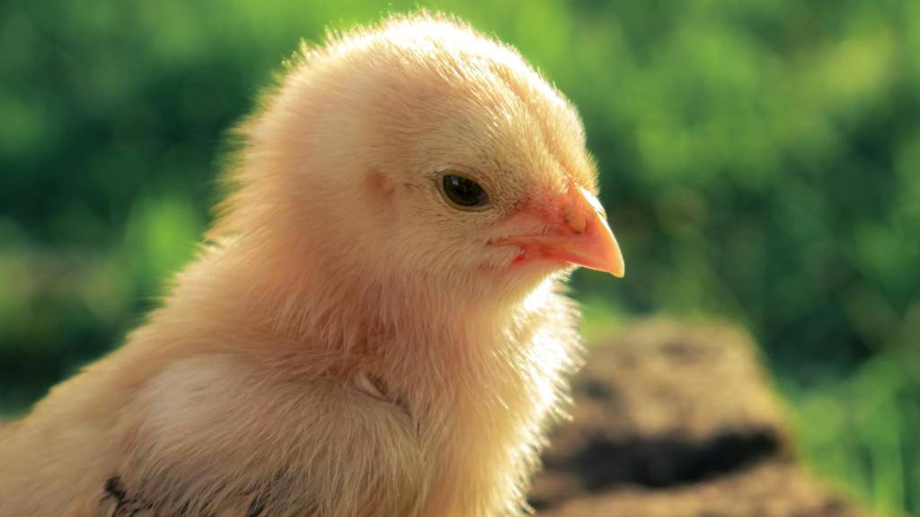 Confessions of a “Chicken Little”&nbsp;Christian