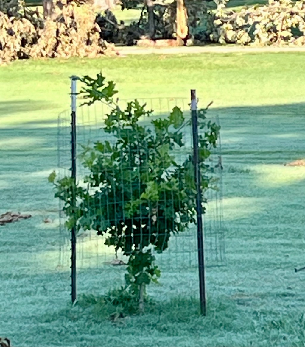 The Importance of Letting Go: Lessons from&nbsp;Trees