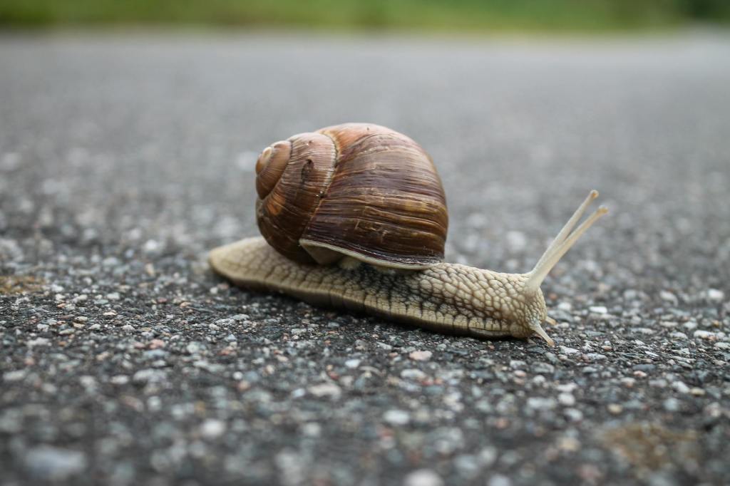 Snail’s Pace Toward Grace